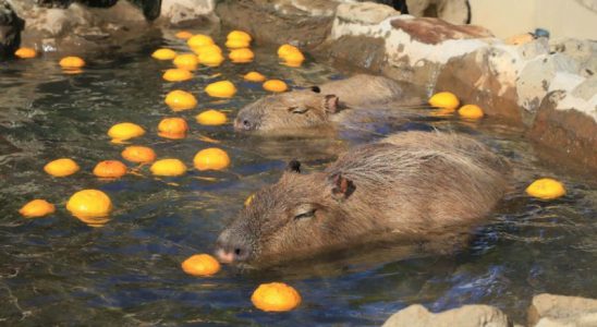 Capybara là loài chuột có nguồn gốc từ rừng nhiệt đới Amazon, Nam Mỹ