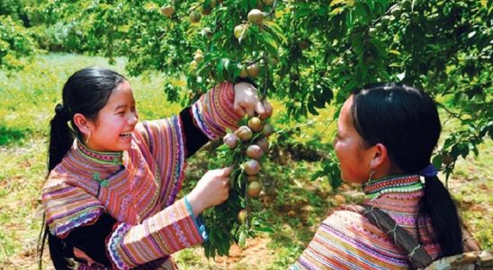 Mộc Châu - nơi có mận chín vào mùa hè